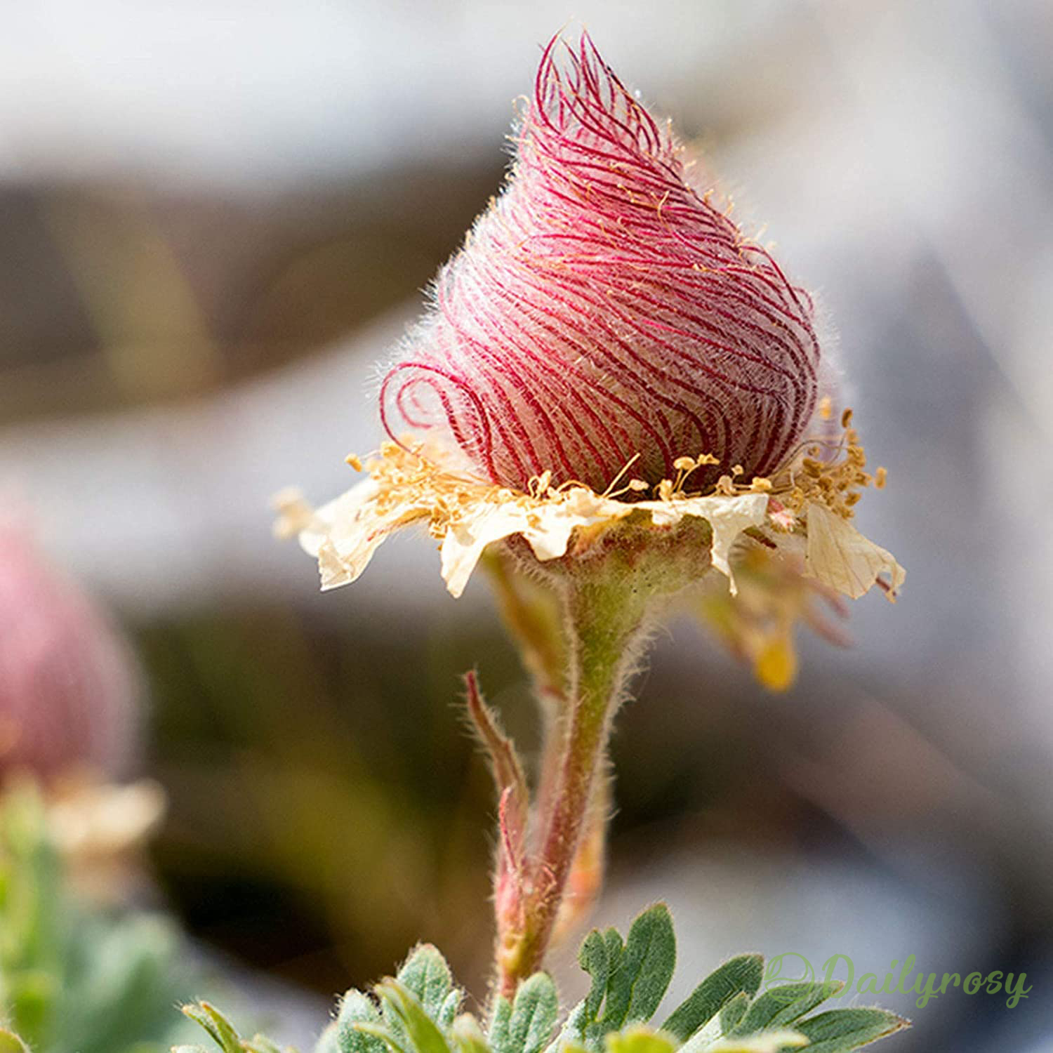 Prairie Smoke Flower Seeds 