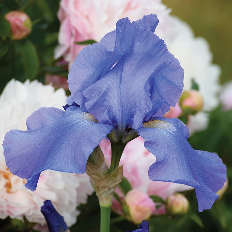 Reblooming Bearded Iris Collection