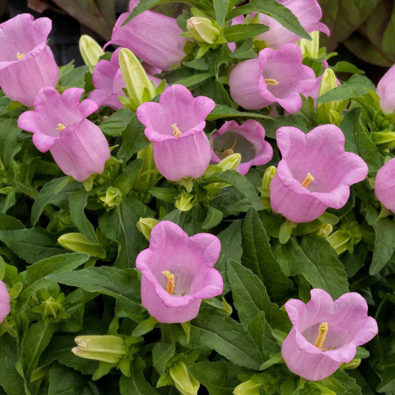 Chimes Flowers Seeds