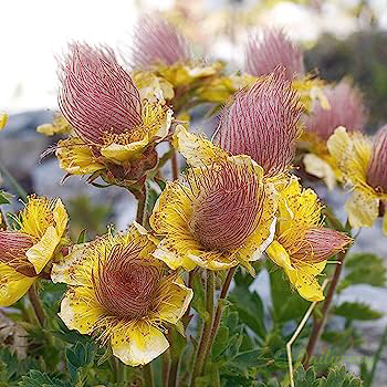 Prairie Smoke Flower Seeds 