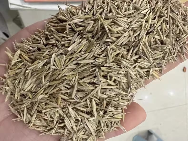 Evergreen dwarf grass seed for four seasons