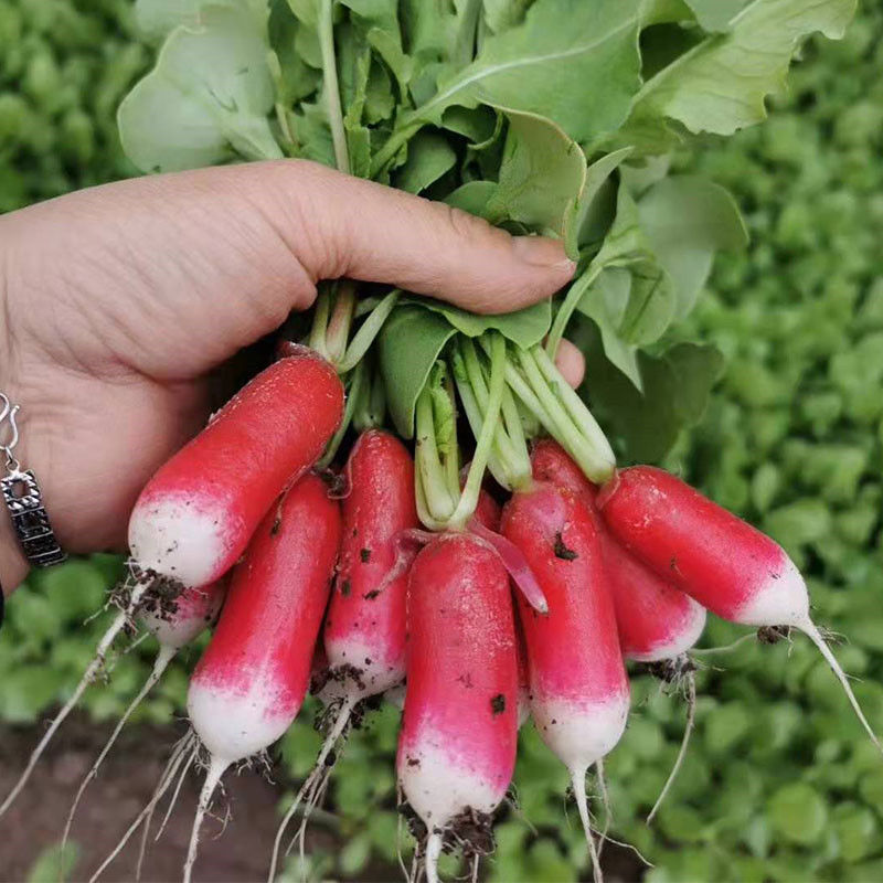 Thumb Fruit Radish Seeds