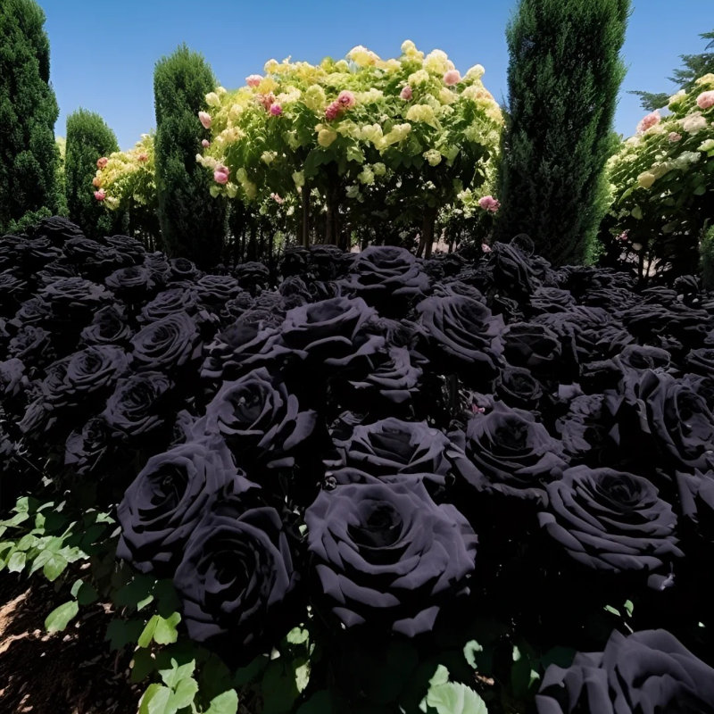 🌙 Midnight Rose Seeds – 🖤 Rare Black Beauties for a Touch of Mystery & Elegance ✨🌹