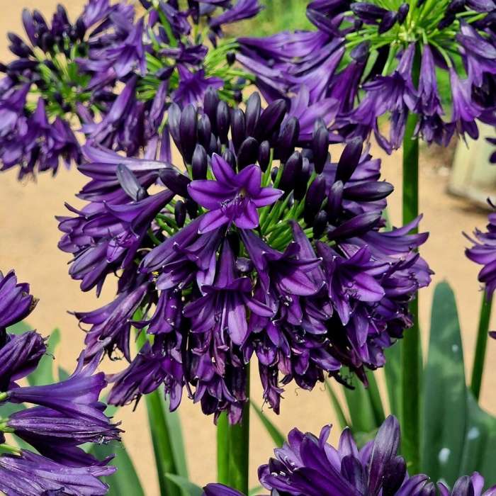 🎁New Year Sale🎁Agapanthus africanus 'Black Jack'