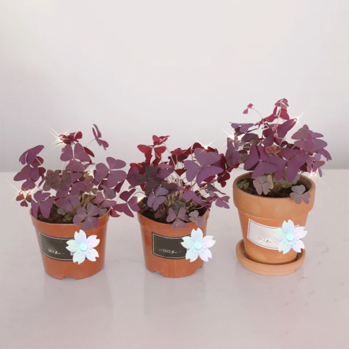 10PCS Oxalis Triangularis Purple Shamrock Good Luck Plant