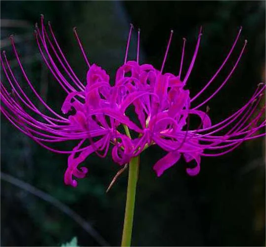 Rare Mandarava Bulbs  2/5 pcs