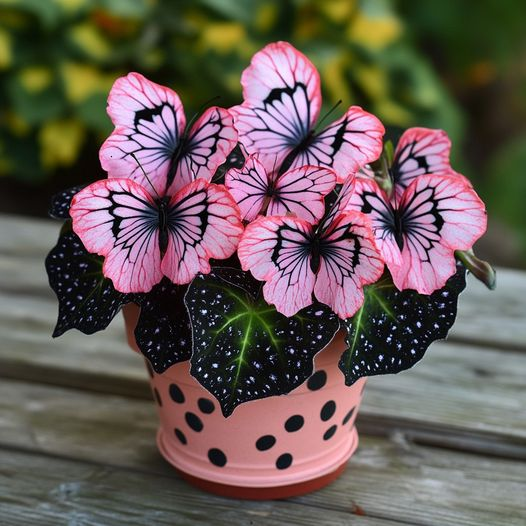 Begonia Collection🪴Indoor, Outdoor, Low Maintenance, Ornamentals, Foliage Plants