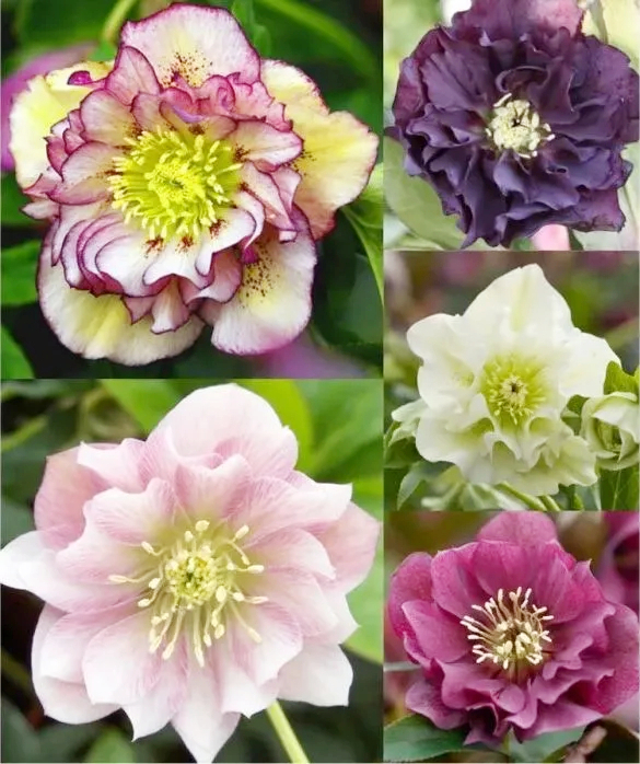 Carnival Hellebore Collection - Christmas Rose