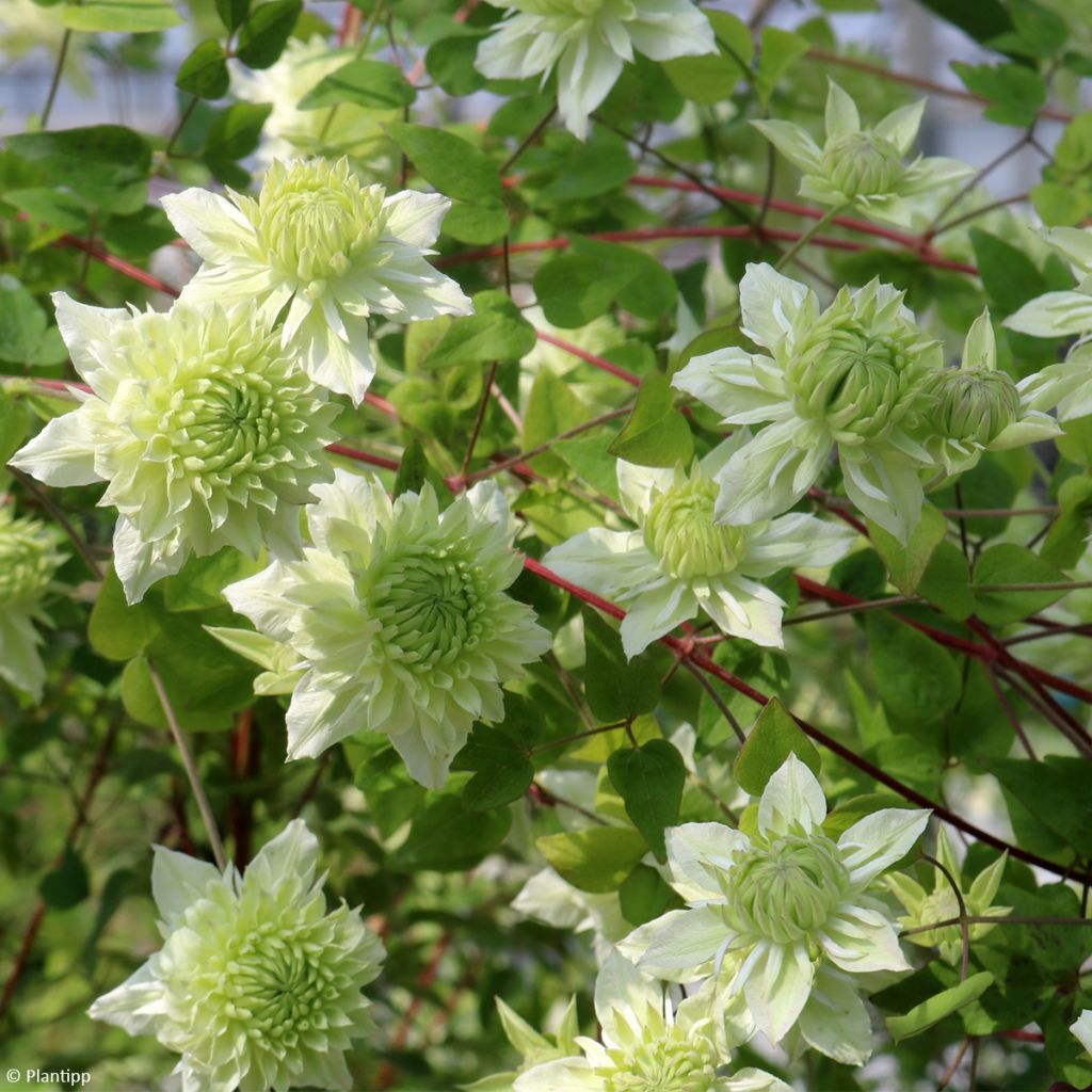 Cl&eacute;matite Manju - Clematis &agrave; fleurs tr&egrave;s doubles cr&egrave;me et vertes tr&egrave;s  florif&egrave;re