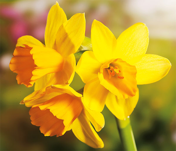 Mixed Assortment Daffodil Bulbs