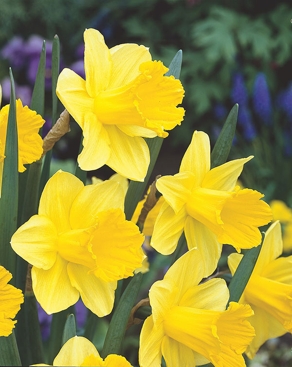 Mixed Assortment Daffodil Bulbs