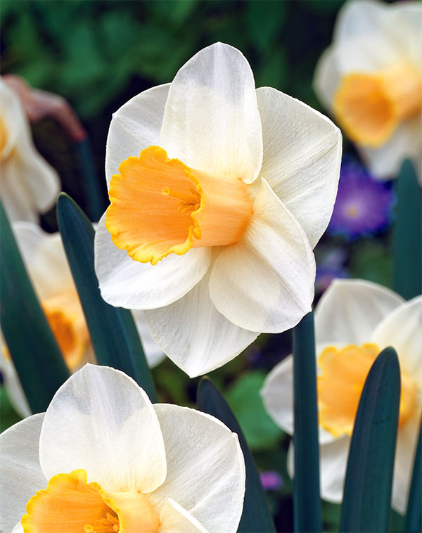 Mixed Assortment Daffodil Bulbs