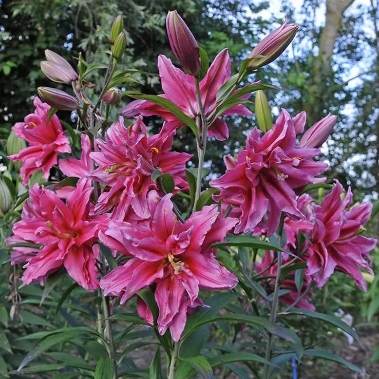 Oriental Perfume Lily Bulbs