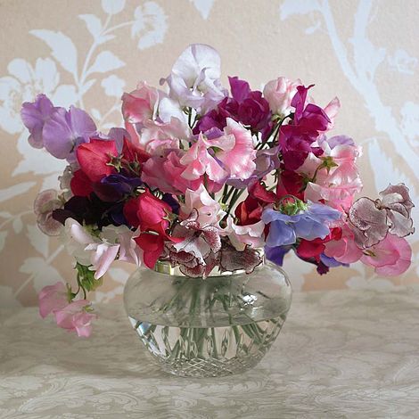 Sweet Pea 'Sweet Dreams' - Mixed Colors