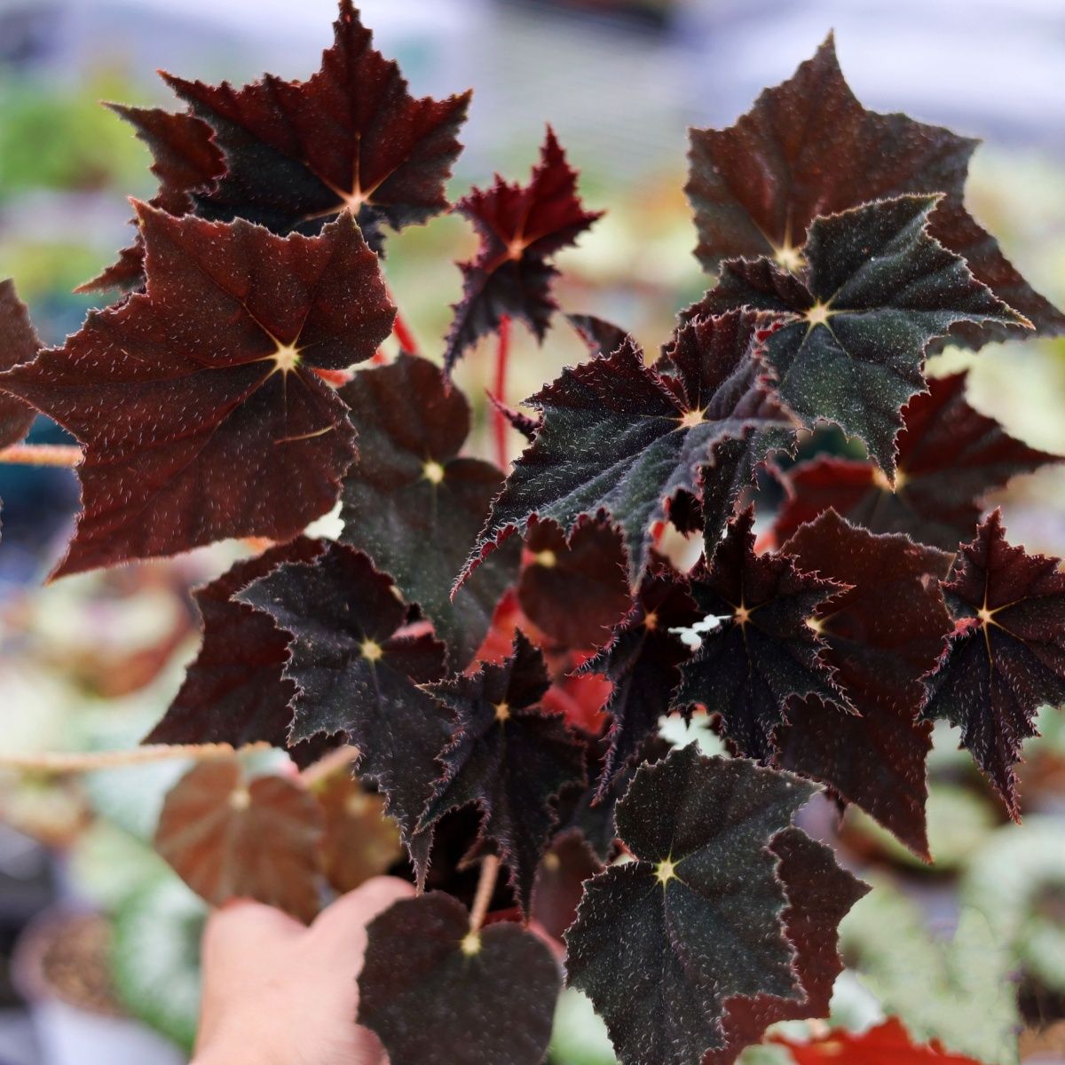 Black Swan Begonia