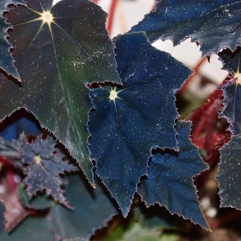 Peacock Begonia - Blue Aurora