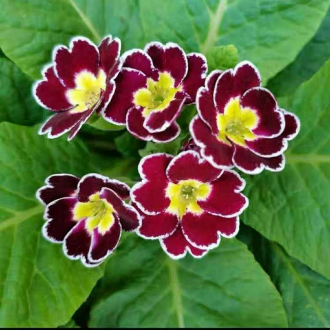 Primrose - Spring's First Bloom