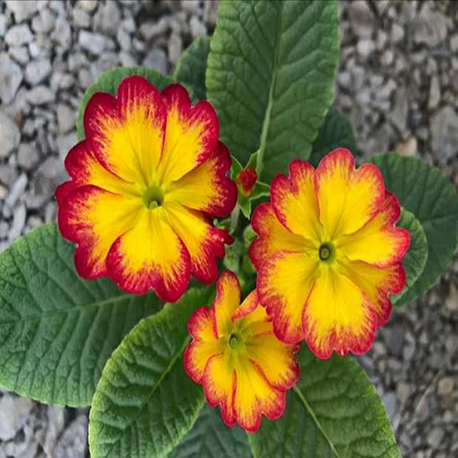 Primrose - Spring's First Bloom