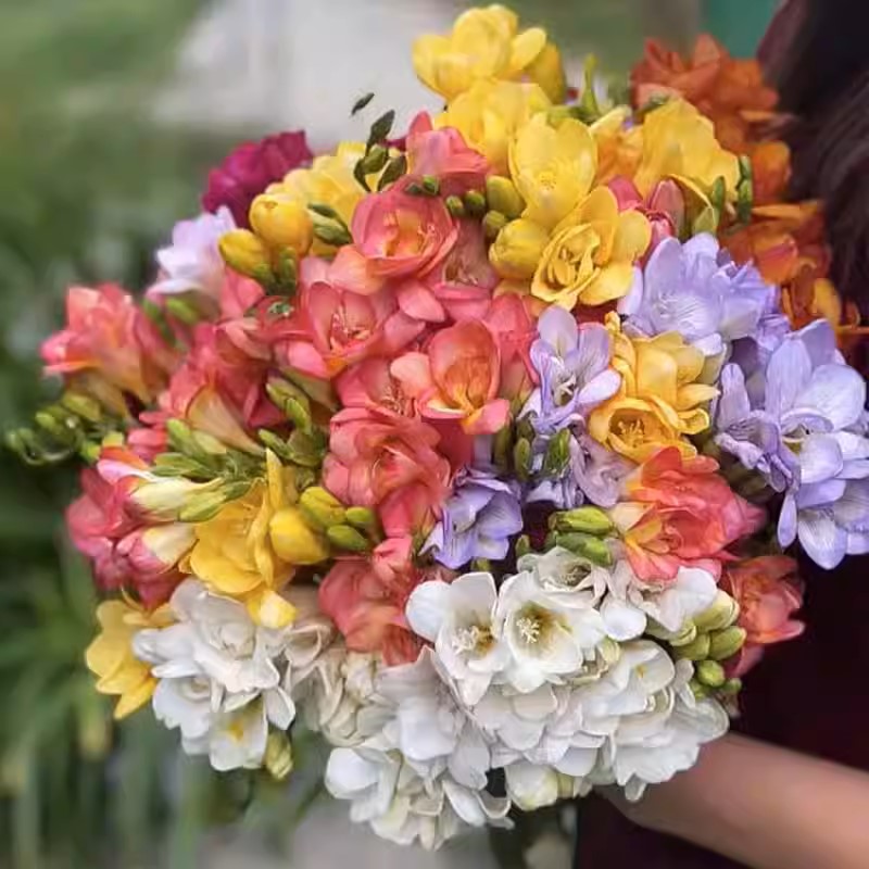 Vanilla Planifolia Bulb