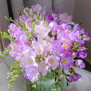 Vanilla Planifolia Bulb