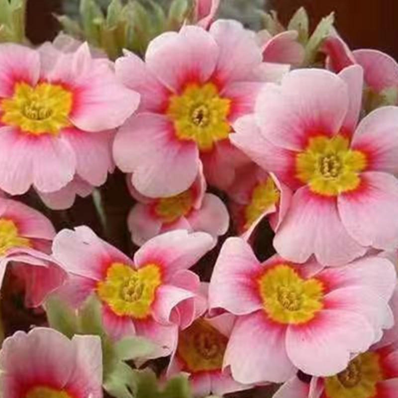 Primrose - Spring's First Bloom
