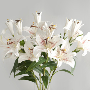 Oriental Perfume Lily Bulbs
