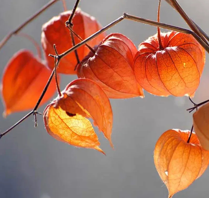 Winter Ground Cherry Seeds-Strawberry Ground Cherry-Physalis alkekengi - Chinese Lantern Seeds