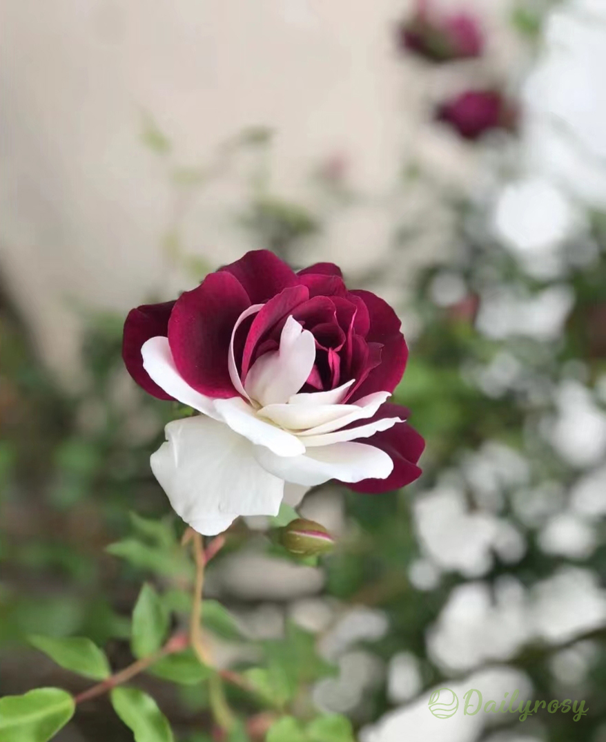 Rare Twin Roses - Seeds
