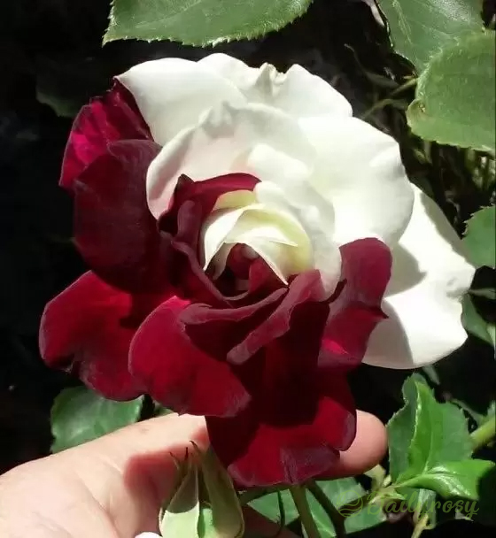 Rare Twin Roses - Seeds