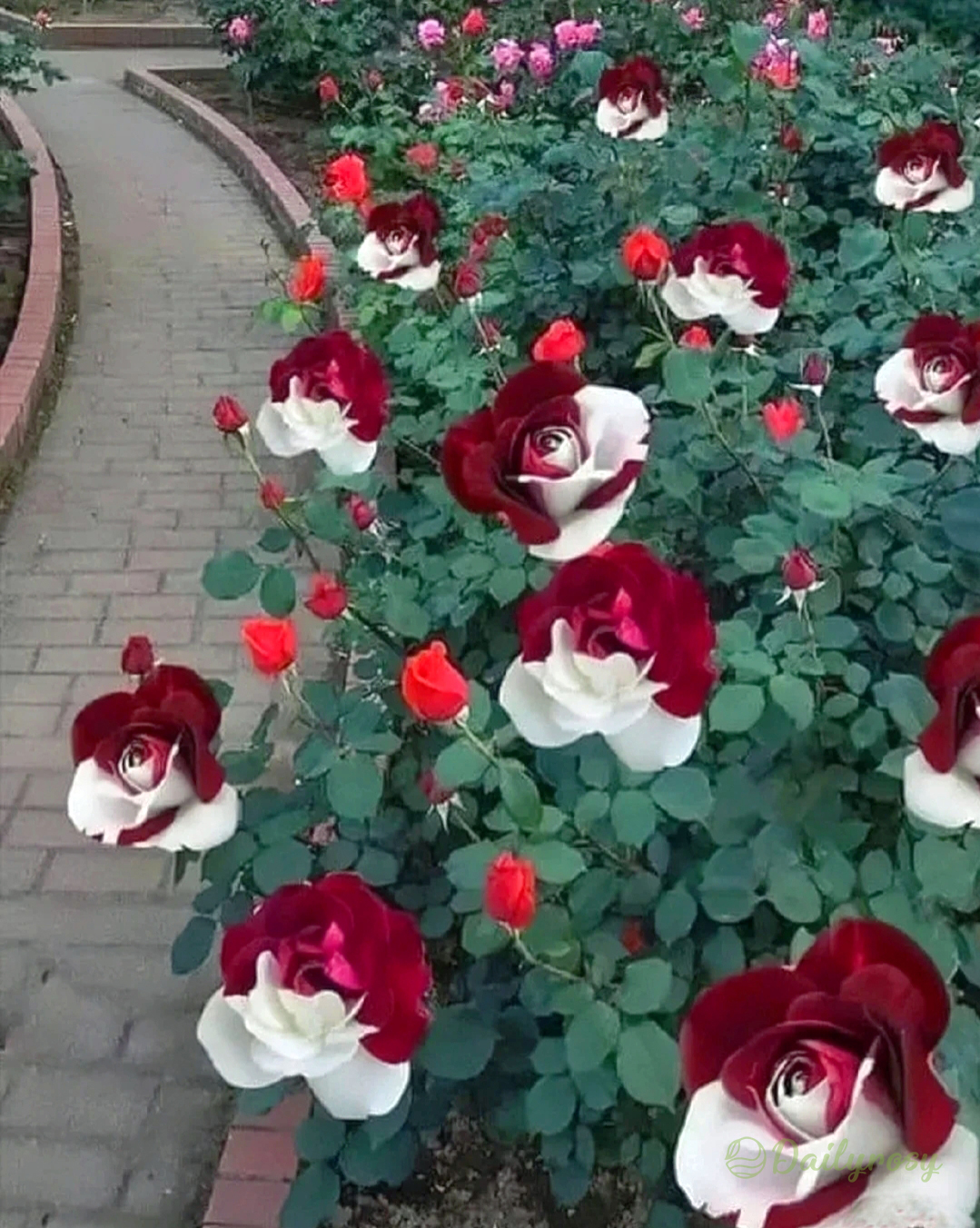 Rare Twin Roses - Seeds