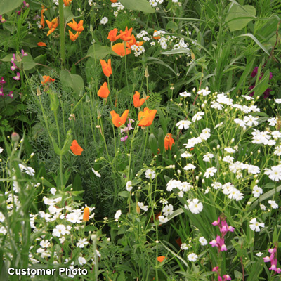 Southwest Wildflower Seed Mix