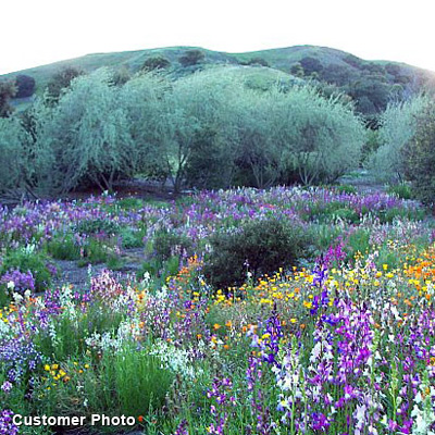Southwest Wildflower Seed Mix