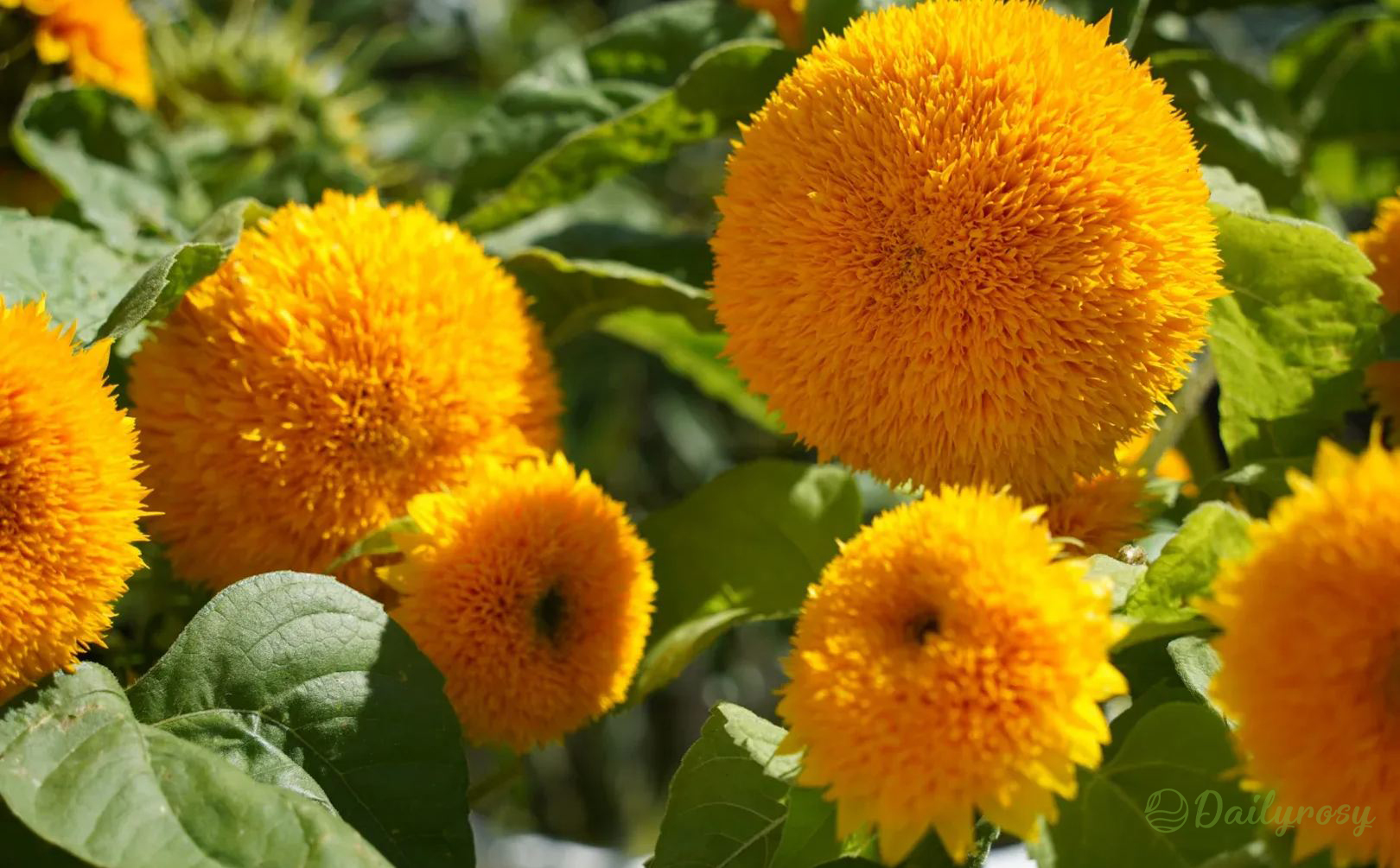 Teddy Bear Sunflower Seeds🌻🧸