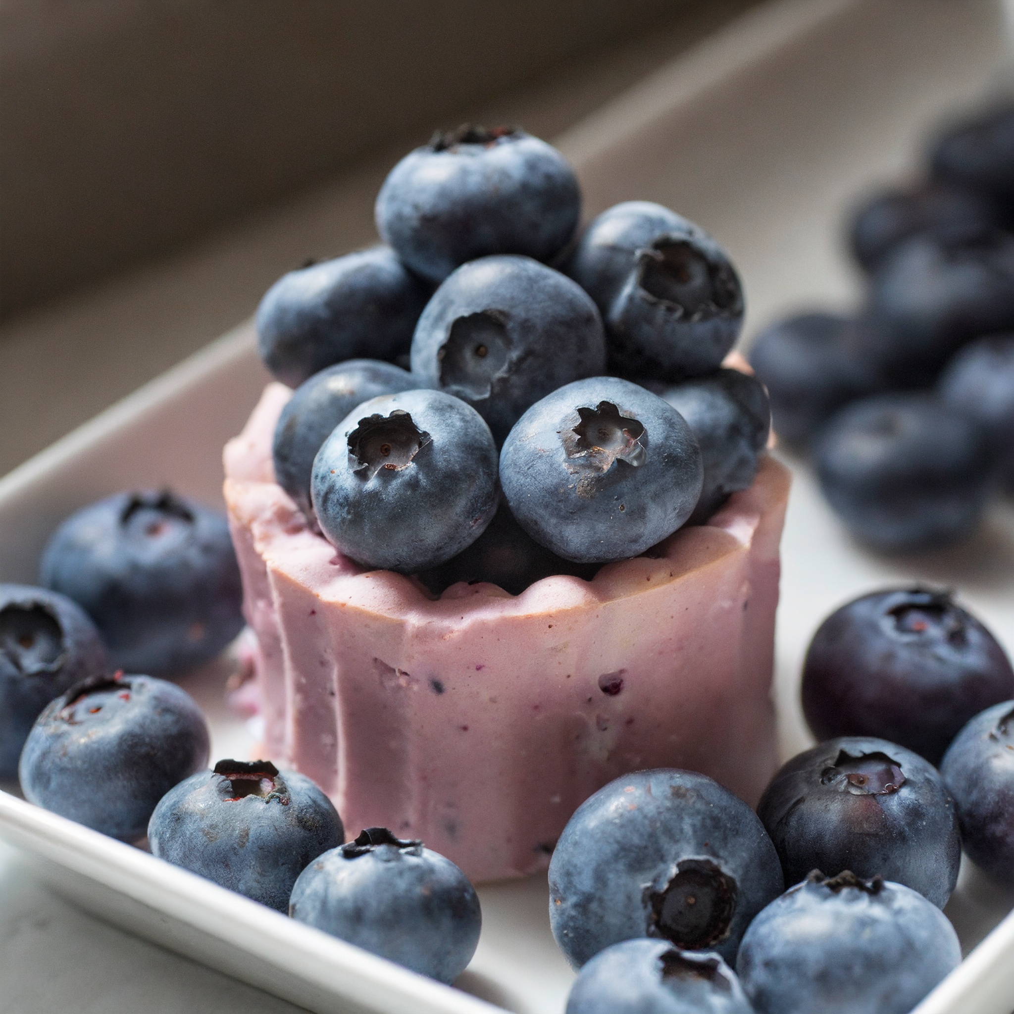 Sweet High BUSH Northern BLUEBERRY Heirloom NON-GMO USA SELLER!