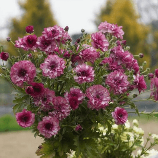 🌼 Enchanting Butterfly Ranunculus Seeds 🌼Perfect blend of magic and beauty!