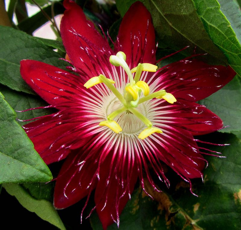 Passion Flower Seeds