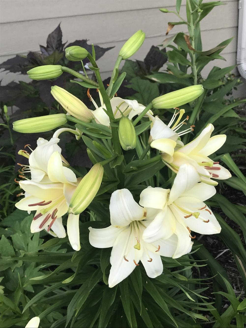 Lily Bulbs