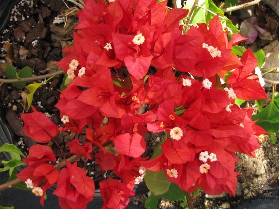 🪴💐Gartenpracht: Bunte Bougainvillea-Samen🌿