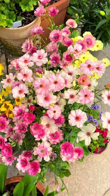 🌼 Enchanting Butterfly Ranunculus Seeds 🌼Perfect blend of magic and beauty!