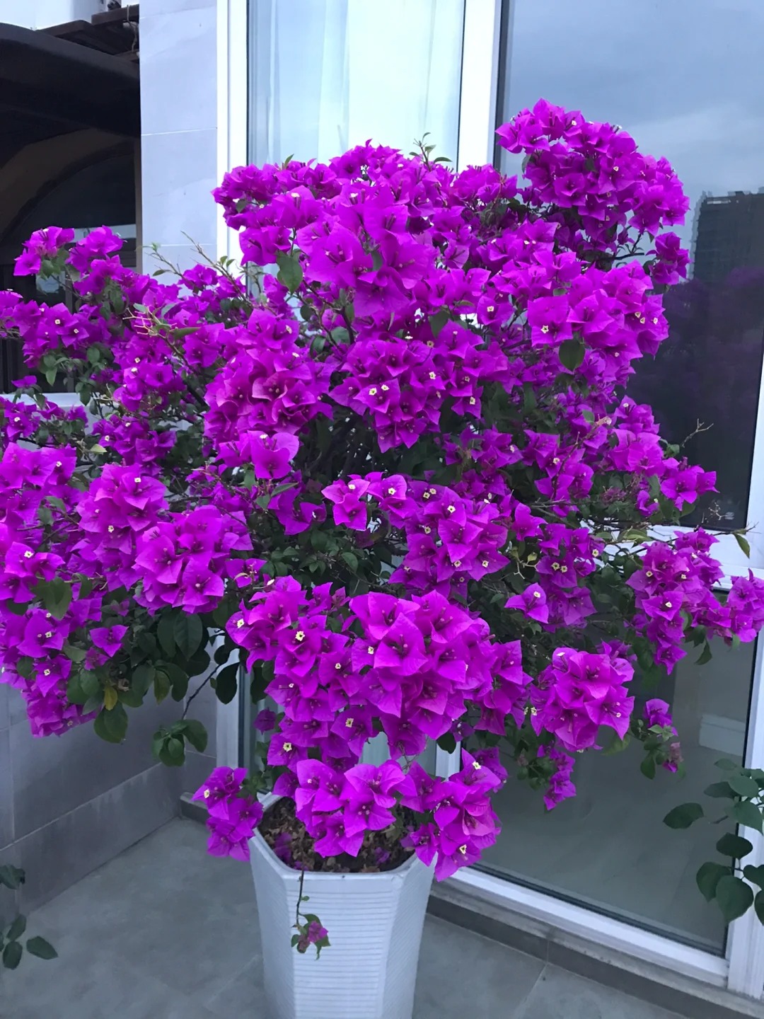 🪴💐Gartenpracht: Bunte Bougainvillea-Samen🌿