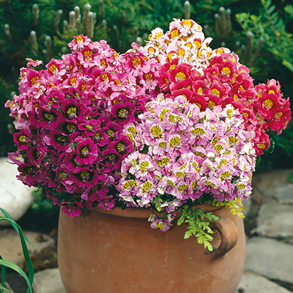 Butterfly Flower Seeds - Angel Wings Mix