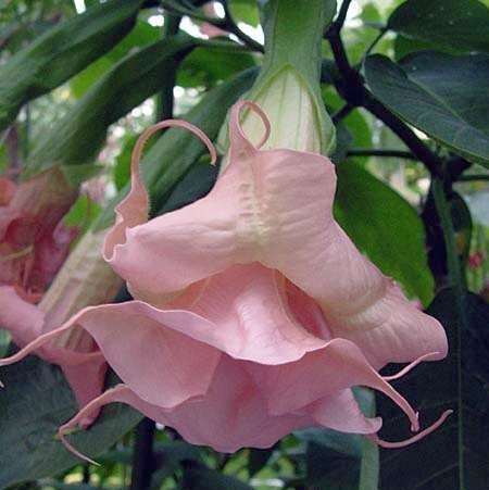 50pcs/Bag Datura Brugmansia Seeds Potted Bonsai Trumpets Angel Flower Seeds