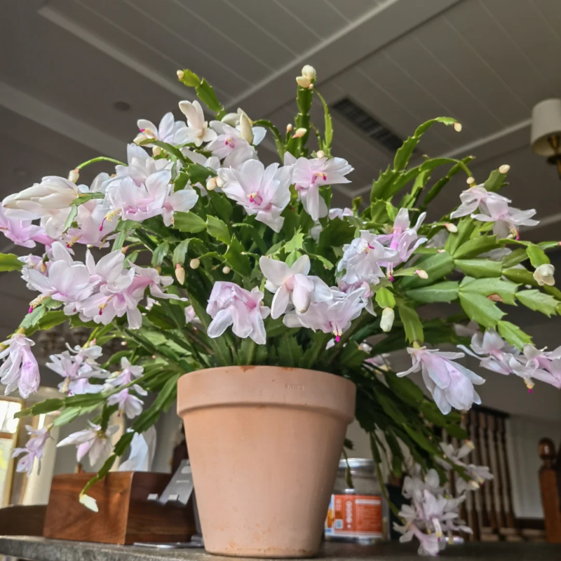 Crab Claw Orchid The Icing On The Cake