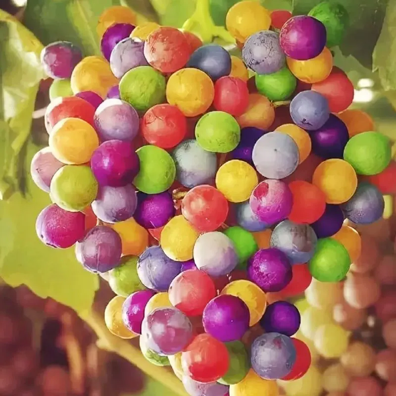 New Rare Rainbow Hybrid Grape Organic Seeds