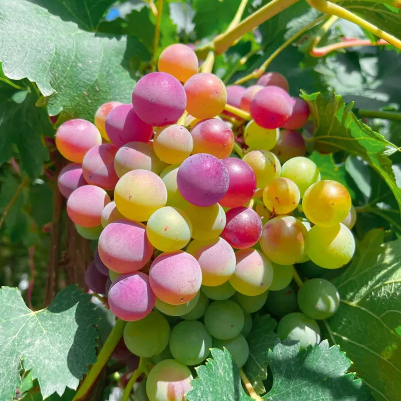 New Rare Rainbow Hybrid Grape Organic Seeds