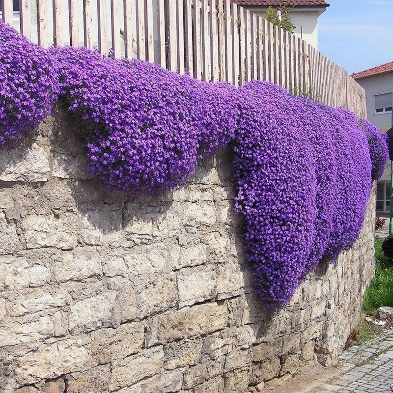 Creeping Thyme Seeds: Unveil the Beauty of Ground Cover! 🌱🌼