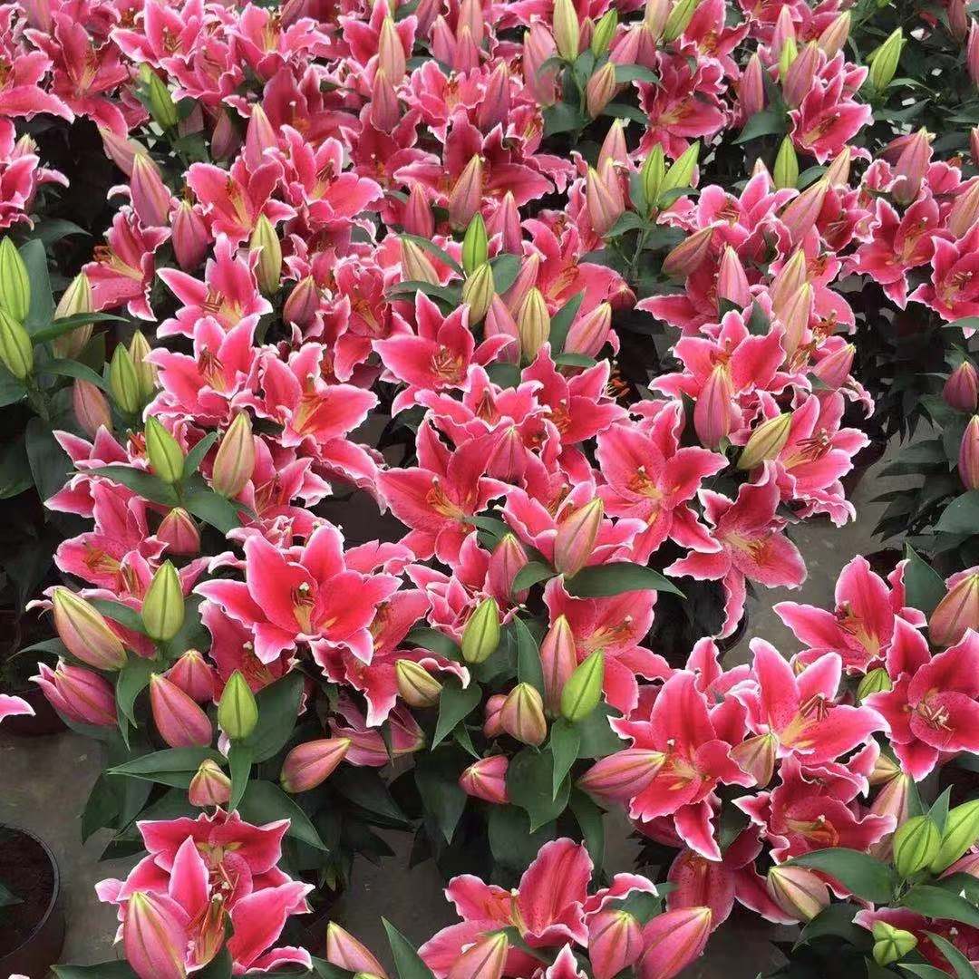 Oriental Perfume Lily Bulbs