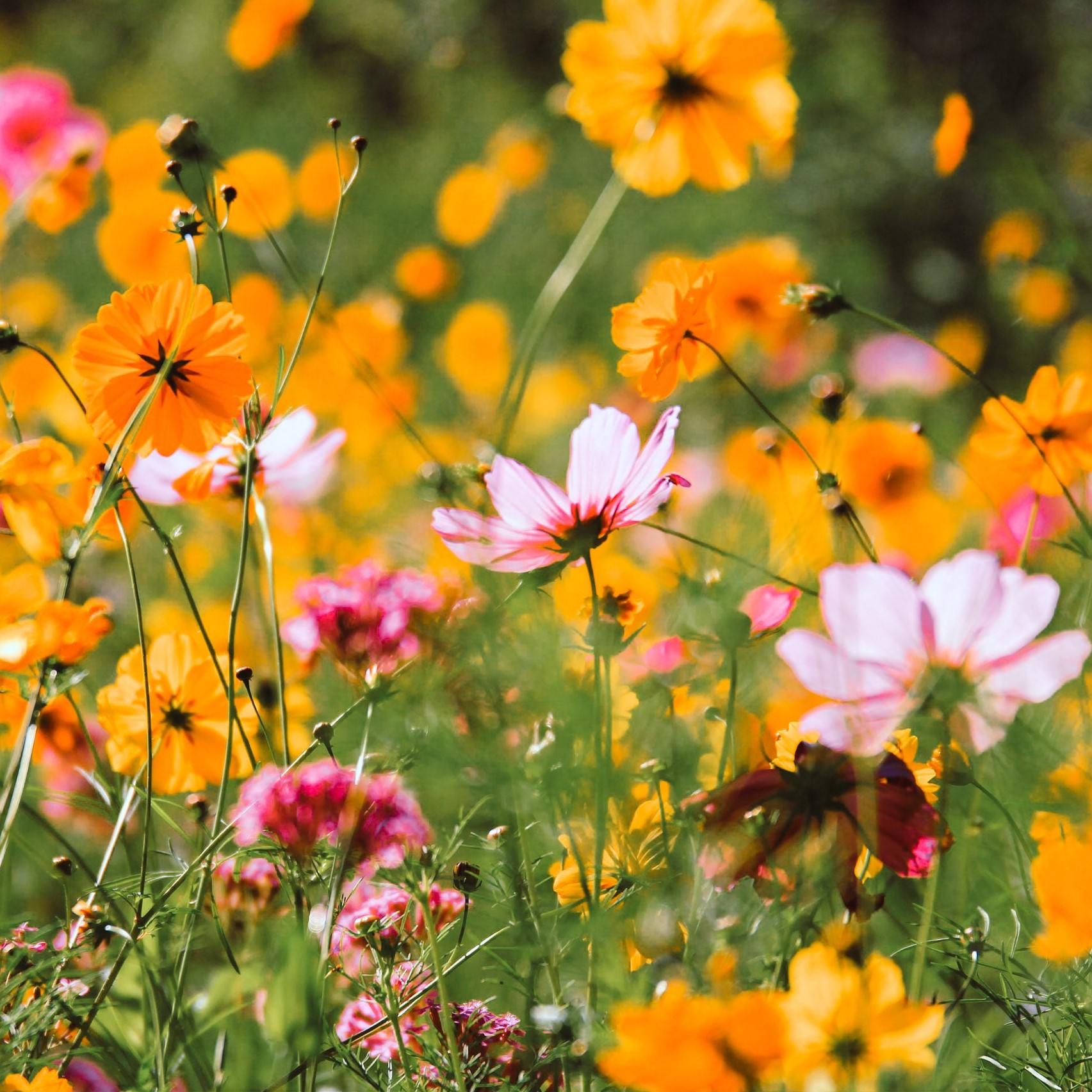  Beneficial Bug Haven Wildflower Seed Mix 