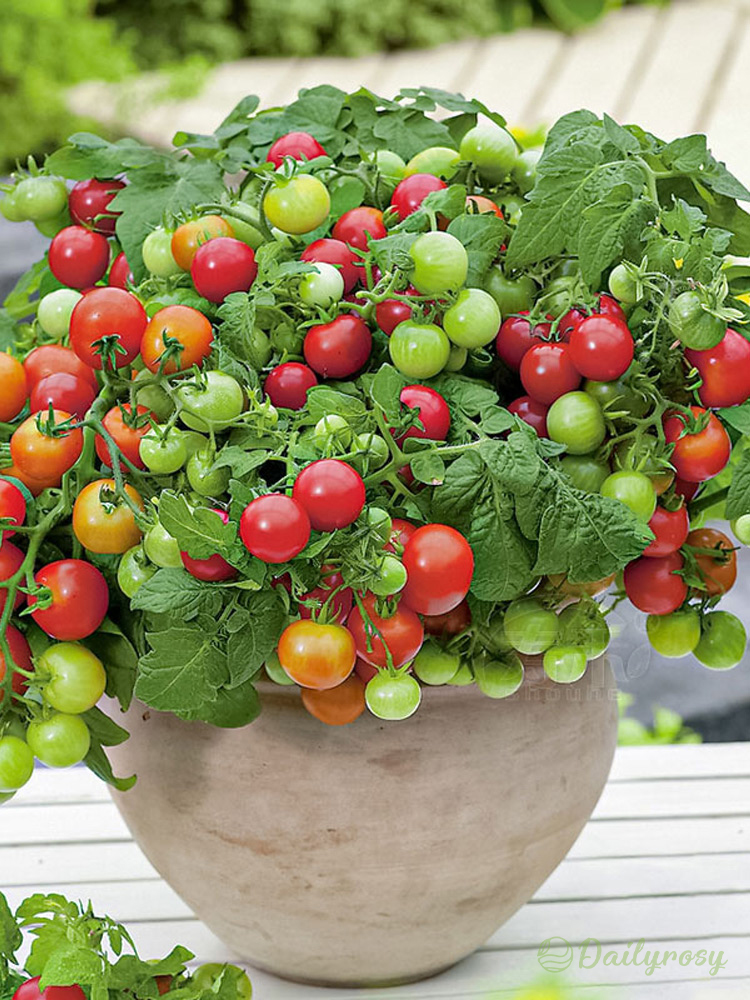 Colorful Dwarf Tomatoes-Four Seasons Potted Plants