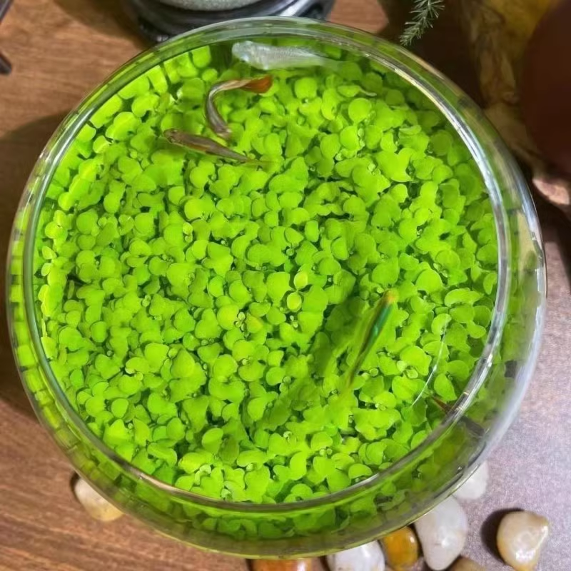 🌿Air Purifying Fish Tank Aquatic Plant Seeds